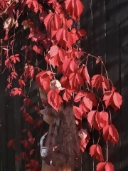 gallery_granny_and_mature_In red leaves_older_127741163
